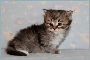 Male Siberian Kitten from Deedlebug Siberians